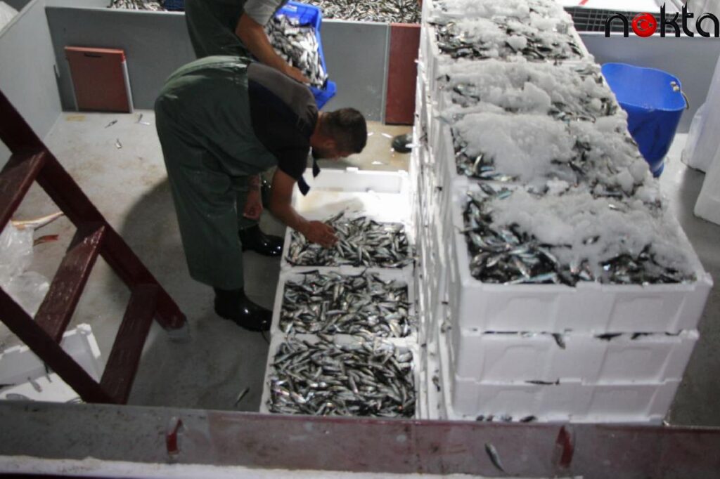 Kocaeli’de balıkçıların ağları dönemin birinci gününde istavritle doldu