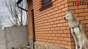 Köpek dışkısıyla mücadele: DNA’yla izleyecekler