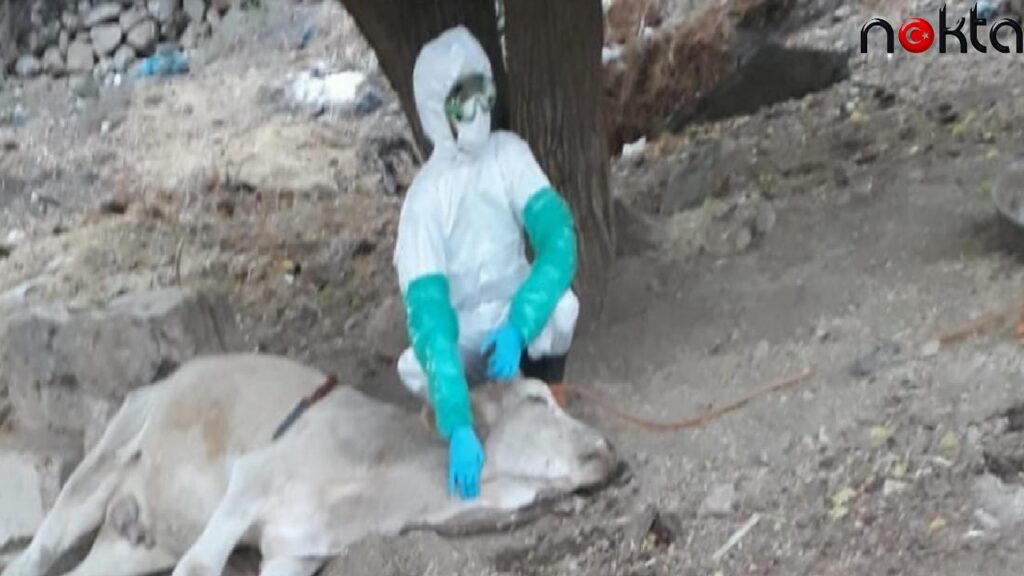 Köpek ve ısırdığı ineklerde kuduz görüldü, karantina başlatıldı