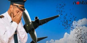 Kuşlar Uçağın Peşini Bırakmadı! Nedeni Anlayan Pilot Gözyaşlarına Boğuldu