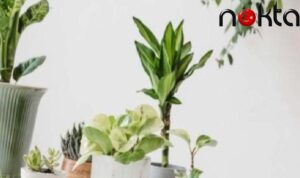 NASA araştırması: Konutunuzdaki berbat havadan anında kurtulacaksınız!