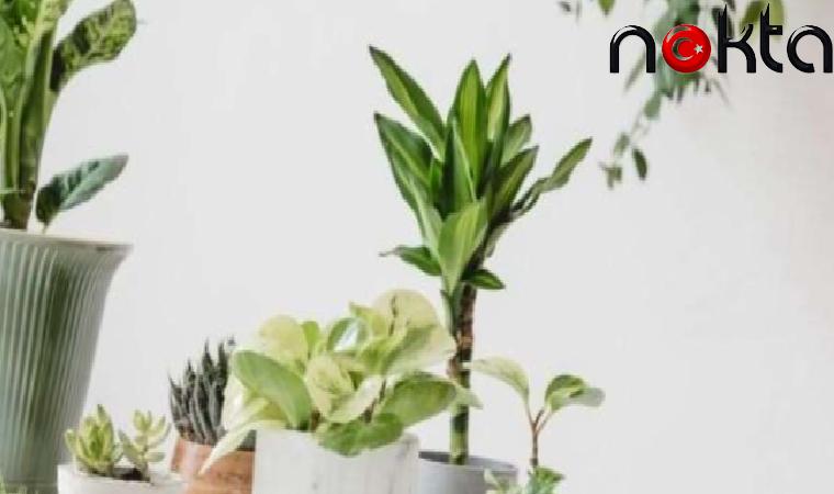 NASA araştırması: Konutunuzdaki berbat havadan anında kurtulacaksınız!