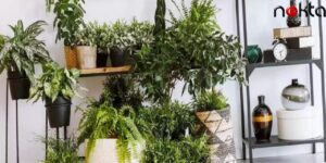 NASA bile tavsiye Etti… Evinizde varsa çok şanslısınız!