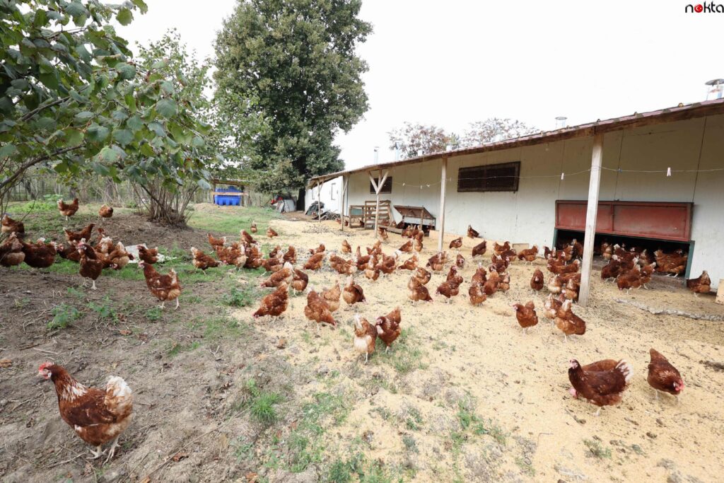 Ordu yumurta üssünde yılda 35 milyon yumurta üretiliyor