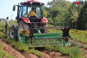 Sakarya Botanik Vadisi’nde üretilen biberiyede yüksek rekolte bekleniyor
