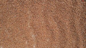 Sakarya’da fındık üreticilerinin harman mesaisi devam ediyor