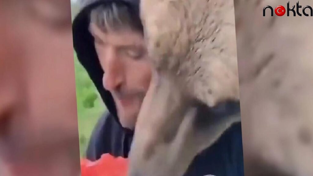 Viral olan anlar; karpuzunu ayı ile birlikte yedi