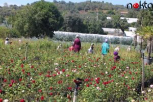 Yalovalı girişimci kardeşler dede yadigarı süs bitkileri firmasıyla 6 ülkeye ihracat yapıyor