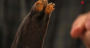 Yeni bir tür saptandı… Batı Karadeniz’de yayıldığı görüldü…