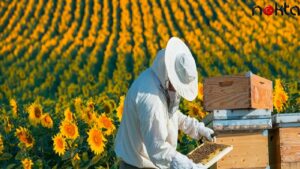 Arıcılara kovan başına 30 lira destek