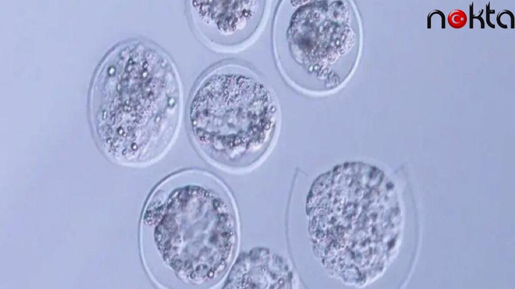 Bilim insanları, uzayda ilk defa fare embriyosu büyüttü