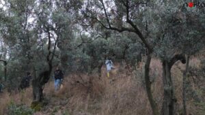 Bursa’da 47 gündür aranan genç kadının cesedi zeytinlikte bulundu