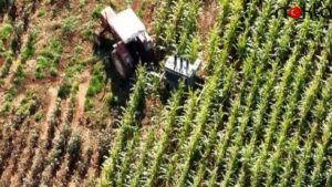 Kaçak trafoyu tarlaya gömmüş!