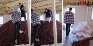 Mide Bulandıran Görüntülerin Sonu Gelmiyor… Kirli Ayakkabılarıyla Kayısıların Üzerinde Tepindi