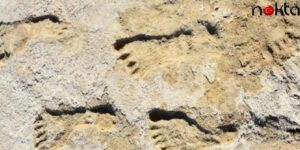 Tarihi Değiştiren Araştırma: Fosil Ayak İzindeki Ağaç Polenlerini İncelediler! Meğer O Kıtaya 23 Bin Yıl Önce Adım Atılmış!