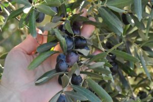 AB tescilli Gemlik zeytini, 30 bin çiftçinin geçim kapısı oluyor