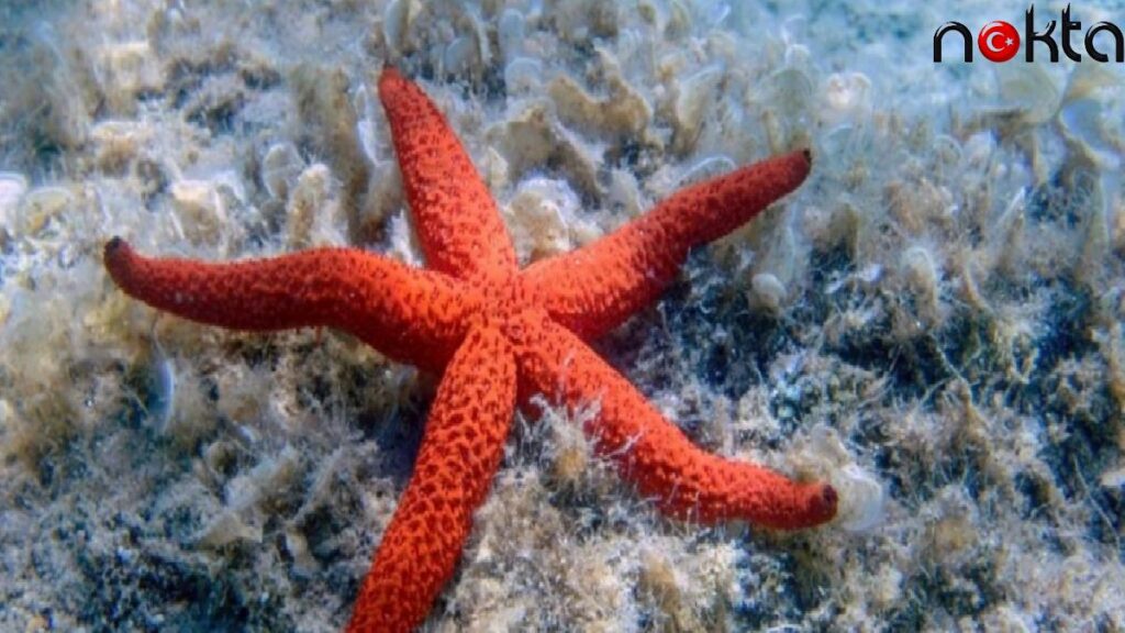 Denizyıldızının gizemi çözüldü: Başı yok sanılıyordu…