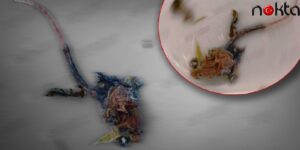 Ispanak Yemeğinden Fare Çıktı, Isırınca Fark Etti!