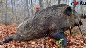 Tokat’ta 459 kiloluk dev domuz avlandı