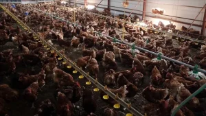 Ramazan fırsatçısı beyaz etçilere suçüstü! Firmalar anlaşıp fiyat artırmış