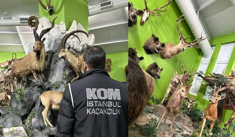 Hepsi iş insanı Ali Haydar Üstay’ın evinden çıktı: Timsah, aslan hatta kutup ayısı bile var!