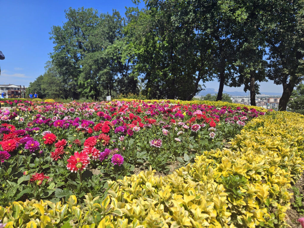 Osmangazi çiçek açıyor