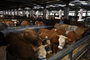 Osmangazi Belediyesi Kurban Bayramı’na hazır