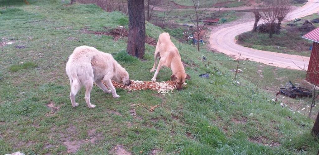 Yenişehir’de can dostlar için ortak akıl devrede