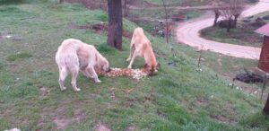 Yenişehir’de can dostlar için ortak akıl devrede