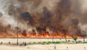 420 dönüm ekili buğday alev alev yandı