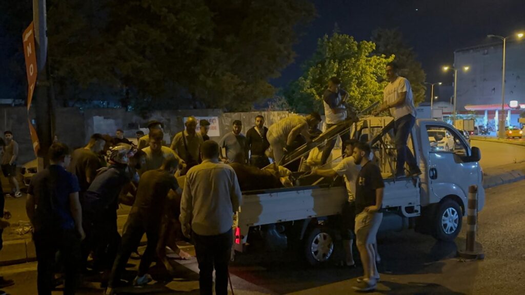 Ataşehir’de kaçan kurbanlık ortalığı birbirine kattı