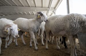 Bakanlığa gelen ‘kurban’ telefonu şaşkına çevirdi