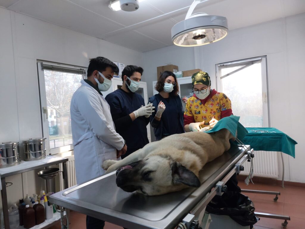 Aydın: “Hayvanlar uyutulmasın, sahiplendirilsin”