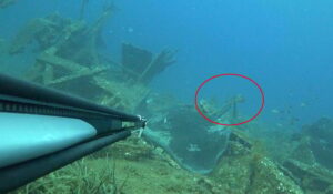 Bu kadarı da olmaz! Vatozun kuyruğunu kesilip, halat bağlandılar