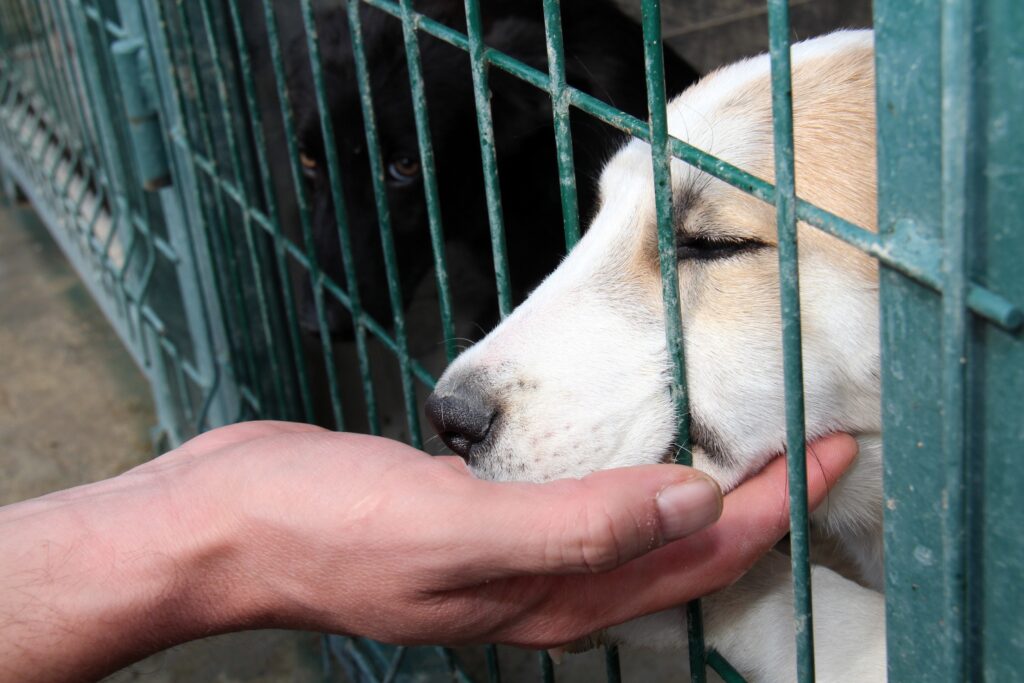 Evin köpeği ısırdı! 7 aylık bebeğin feci ölümü…