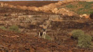 Felaketin boyutu gün ağarınca ortaya çıktı