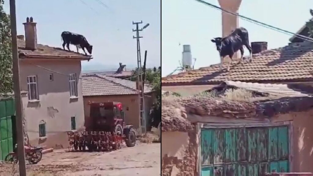 Firari boğa çatıya çıktı
