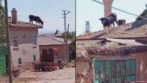 Firari boğa çatıya çıktı