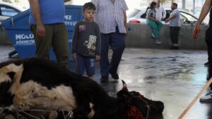 Kurban Bayramı’nda çocuklarda korku ve şaşkınlık