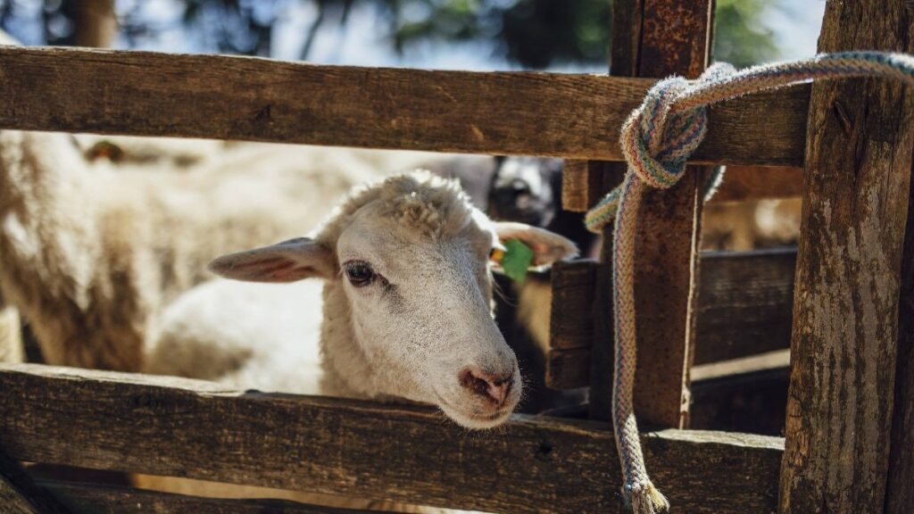 Kurban eti nasıl saklanır? Kurban eti saklama koşullarına dikkat!!