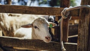 Kurban eti nasıl saklanır? Kurban eti saklama koşullarına dikkat!!