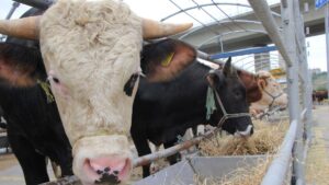 Kurbanlıkları ellerinde kalan besicilerden bakanlığa çağrı