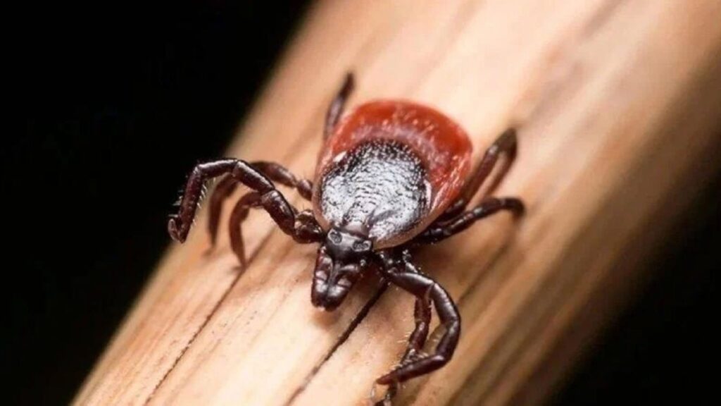 Ölümcül hata bir can daha aldı