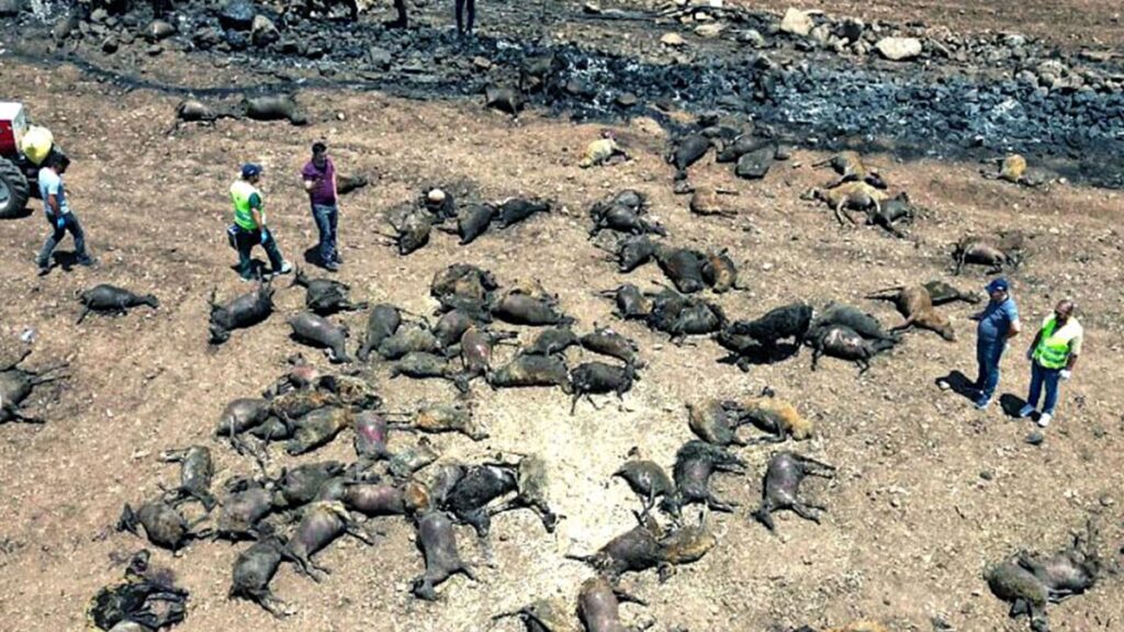 Yangın felaketinde hasar tespiti sürüyor, bilanço ağırlaşıyor