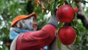 AB, Bursa şeftalisini tescilledi