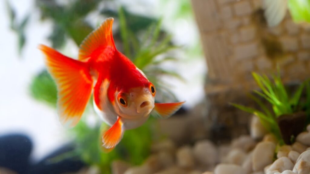 Akvaryumda balık beslemek stresi azaltıyor