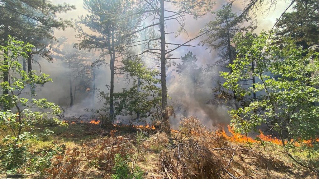 Bilecik’te orman yangını