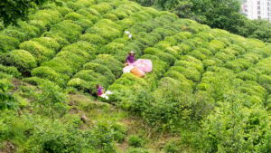 ÇAYKUR: Çarşamba günü yaş çay alımı yapılmayacak