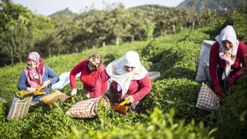 ÇAYKUR: Çay satmak için acele etmeyin