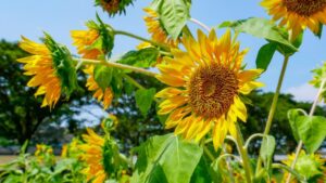 Çiftçiden ayçiçeği isyanı: Üretici kazanmıyor, tüketici yağı pahalıya alıyor